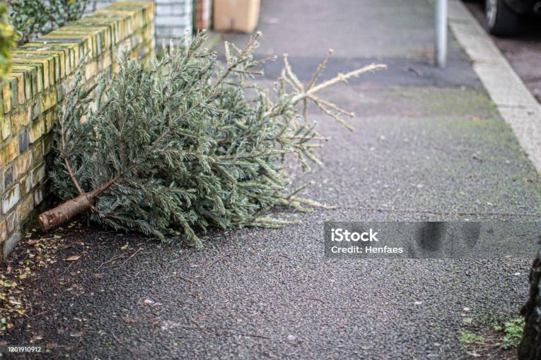 Svoz vánočních stromků